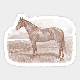 Horse Breed Vintage Illustration Sticker